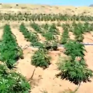 bingolde 23 bin kok kenevir ele gecirildi zEyravES