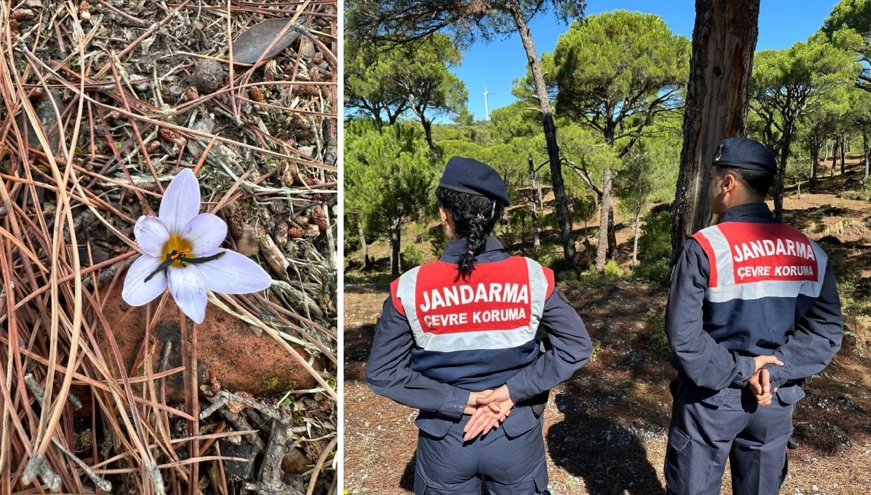 bu cicegi koparmanin cezasi 557 bin tl JdmiDUqw