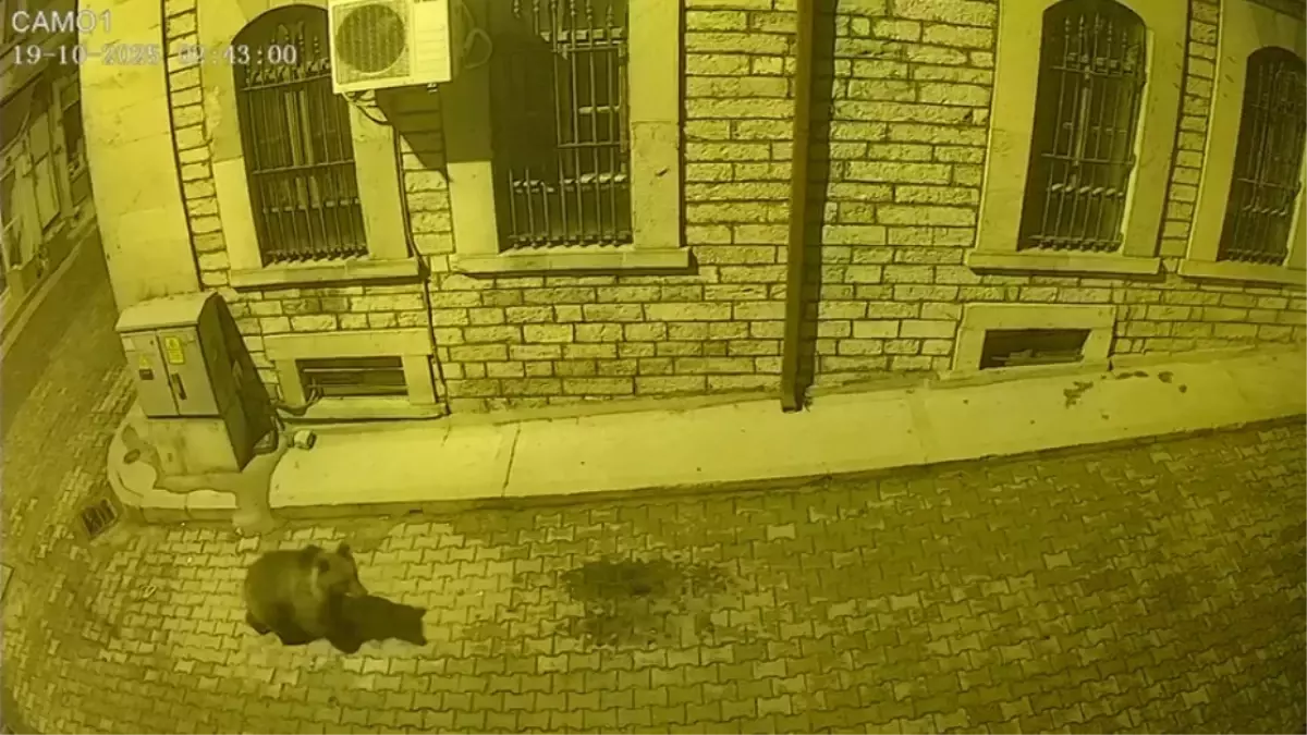 ineboluda ac kalan ayi ilce merkezine indi Dn79ePsy.jpg