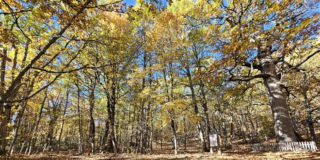 dunyadaki tek orman izinsiz girisin cezasi 557 bin 212 tl xUiYCIv4.jpg