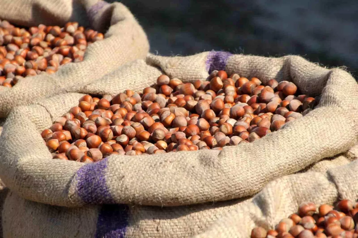 ferreronun findik manipulasyonu iddiasi dVuU5bVO.jpg