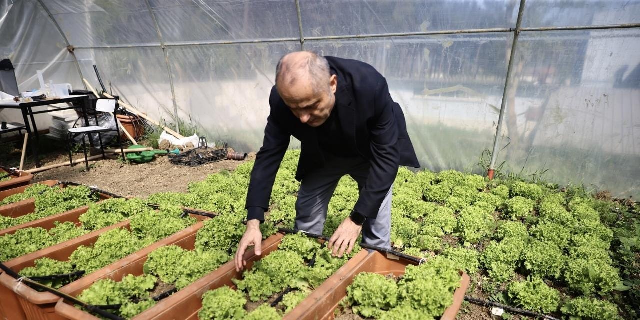 Deniz Yosunlarından Organik Gübre Üretimi: Marul ve Çilek Yetiştiriyorlar